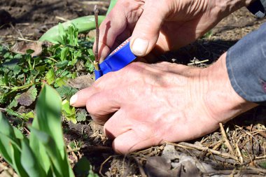 Bir adam bir elma ağacının sapını armut ağacına dikiyor..