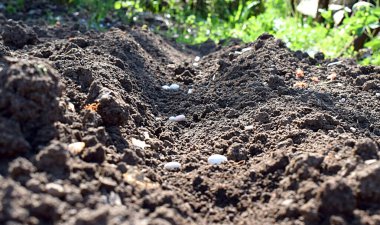 Bahçede bir sıra beyaz fasulye.