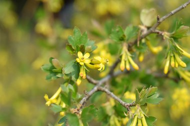 Geniş bir dalda çiçek açan altın üzümler..
