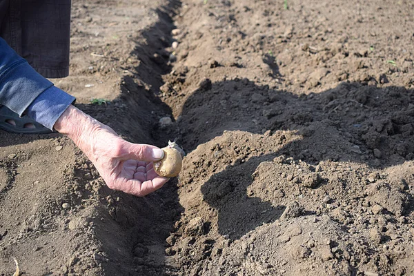 Plantera Potatis Våren Trädgården — Stockfoto