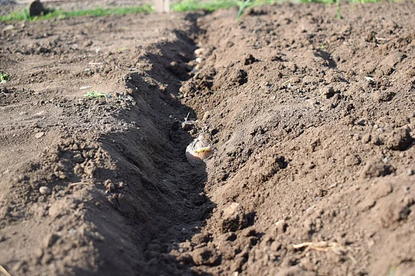 Una Scanalatura Orto Con Patate Piantate — Foto Stock