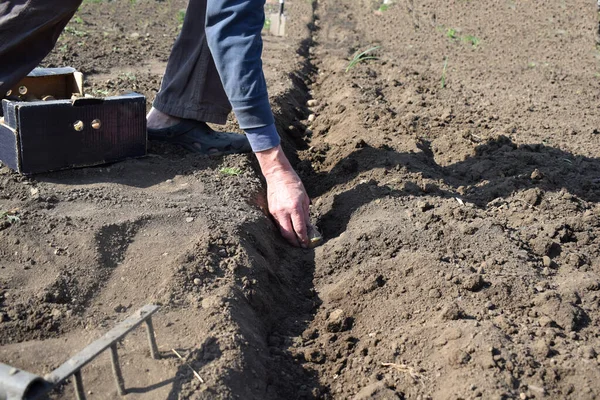 Plantera Potatis Med Manuell Plog Ett Fält — Stockfoto