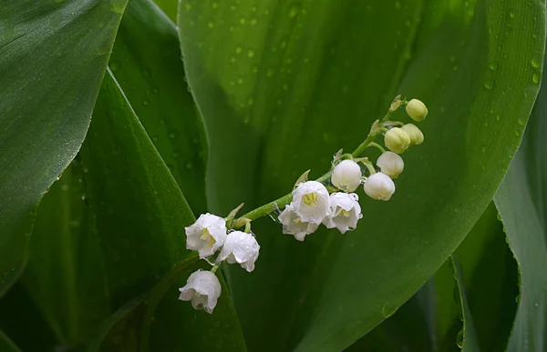 Kwitnąca Lilia Doliny Deszczową Pogodę Krople Liście — Zdjęcie stockowe
