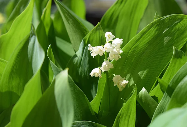 庭の谷の花の白いユリ — ストック写真