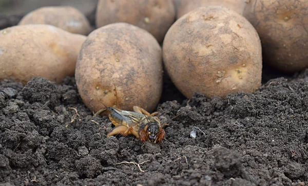 Mole Cricket Pest Agricultural Crops Background Potatoes — Stock Photo, Image