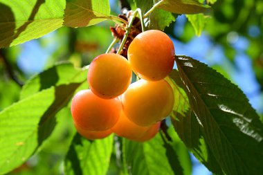 Güneşli bir günde, kirazlar uzuvlarında kümelenir..