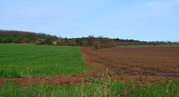 Spring Landscape Border Arable Land Green Field Sown Wheat — Stock Photo, Image