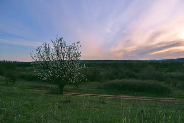 Blühender Marillenbaum Bei Sonnenuntergang Einer Hügeligen Gegend Frühling Ukraine — Stockfoto