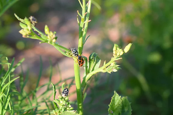 Punaises Crucifères Rouges Blanches Sur Une Plante Close — Photo