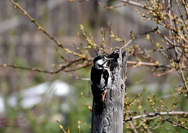 Buntspecht Dendrocopos Major Auf Einem Alten Abgebrochenen Baumstamm — Stockfoto