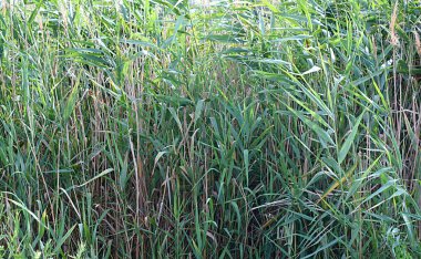 Nehir kıyısındaki sazlıklar. Arkaplan ya da doku olarak kullanılabilir