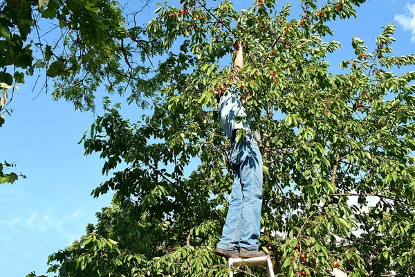 Homem Idoso Recolhe Uma Cereja Doce Seu Jardim Com Uma — Fotografia de Stock