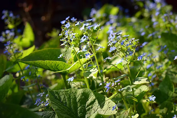 Fleurs Bleues Oubliées Dans Jardin Par Temps Ensoleillé — Photo