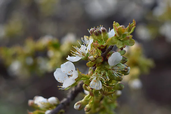 Une Branche Gros Plan Cerise Fleurs Stade Initial — Photo