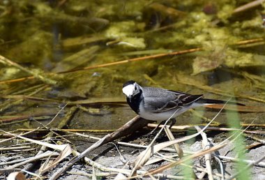 Beyaz kuyruk (Motacilla alba) suyun kenarında.