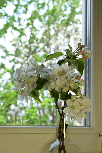 Las Ramitas Manzano Flor Frasco Vidrio Alféizar Ventana — Foto de Stock