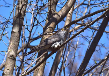 The cuckoo (Cuculus canorus) sits on a tree branch.