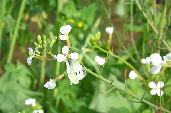 蝶キャベツは大根の花に座っている — ストック写真