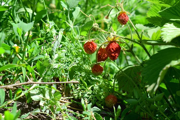 Fresa Silvestre Claro Bosque Con Bayas Maduras Cerca — Foto de Stock