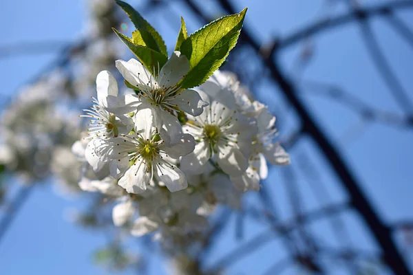 Fleurs Des Fleurs Cerisier Sur Jour Printemps Sur Fond Ciel — Photo