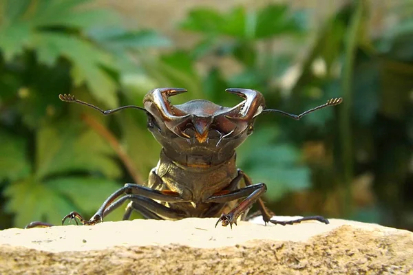 Αρσενικό Ενός Μεγάλου Σκαθαριού Ελαφιού Lucanus Cervus Κοντινή Απόσταση — Φωτογραφία Αρχείου