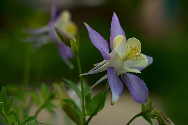 Flor Aquilegia Púrpura Blanca Jardín Cerca —  Fotos de Stock