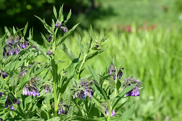 Comfrey Fiorita Symphytum Caucasicum Una Pianta Medicinale — Foto Stock