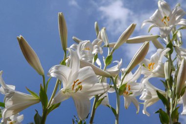 Mavi gökyüzünün arka planında Lily çiçekleri, aşağıdan manzara.