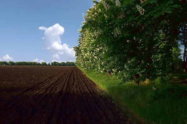 Campo Arado Los Castaños Están Borde — Foto de Stock