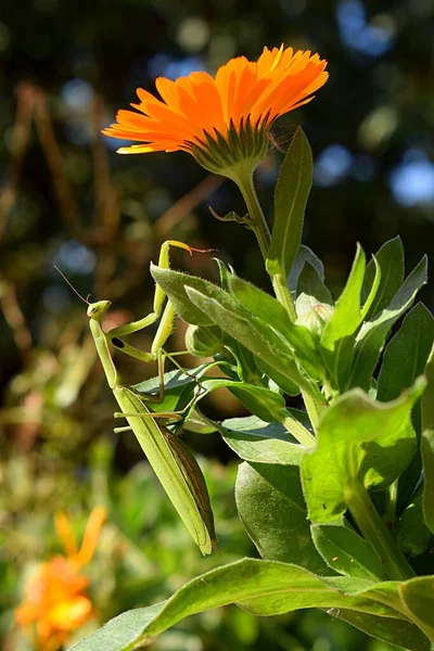 Une Mante Verte Sur Une Fleur Calendula — Photo
