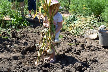 Bahçedeki çocuk taze toplar taşıyor..