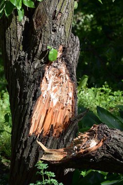 A thick branch broke off from a tree trunk due to the strong wind.