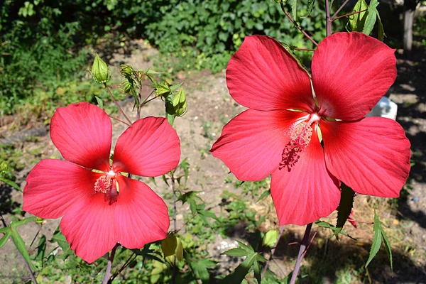 Two Red Hibiscus Flowers Garden Close — Foto Stock