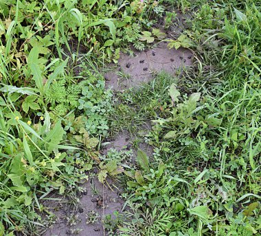 Bir sürü küçük kara kurbağası otların arasında ıslak bir yolda..