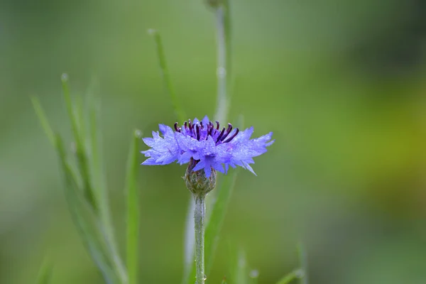 Gros Plan Bleuet Unique Recouvert Rosée Matinale — Photo