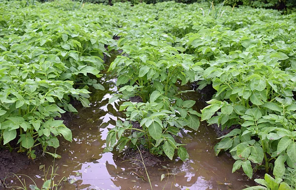 Landbouwramp Aardappelen Groeven Met Water Hevige Regen Rechtenvrije Stockfoto's