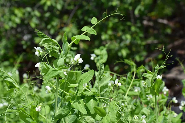 Floraison Petits Pois Dans Champ Printemps — Photo