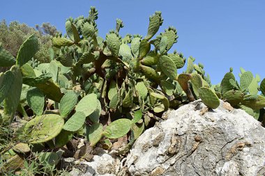 Kaktüs, dik bir dağda, taşların arasında büyüyor.