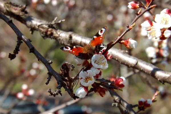 Jour Papillon Paon Oeil Aglais Sur Abricot Fleuri — Photo