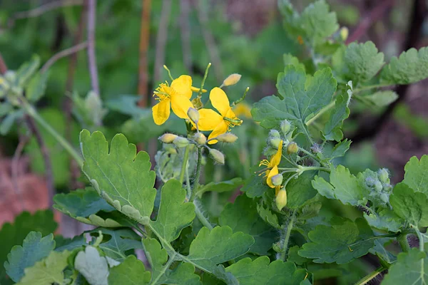 春に森の中でセランディンを開花させる 薬用植物 — ストック写真