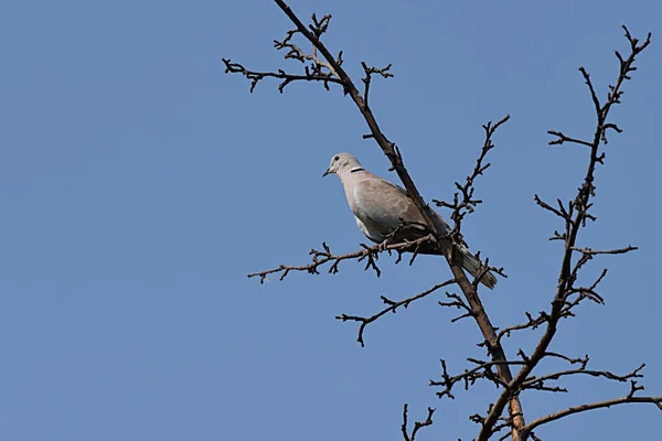 Turteltaube Auf Einem Ast Vor Blauem Himmel — Stockfoto