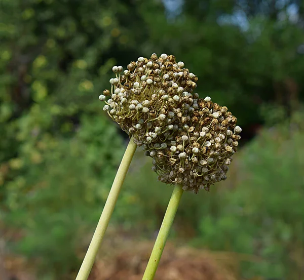 Deux Inflorescences Oignons Aux Graines Noires Mûres — Photo