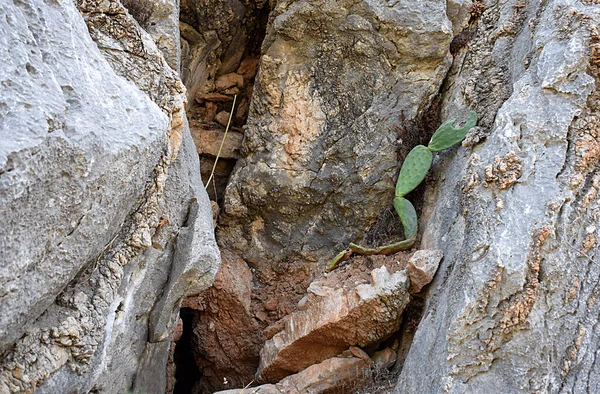 The cactus grew in a crack in the rock. The concept of the struggle for life.