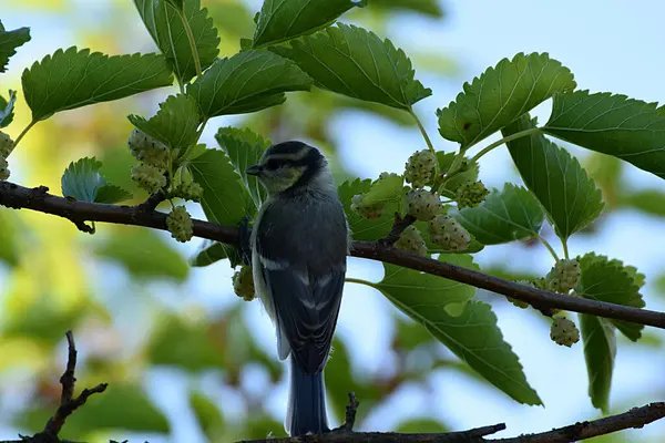 Great Tit Mulberry Branch Green Berries — Photo