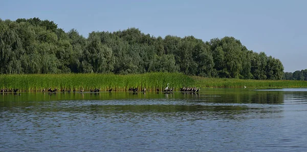 Nehirdeki Büyük Bir Kuş Sürüsü — Stok fotoğraf