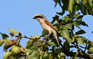 Kırmızı sırtlı örümcekkuşu. (Lanius Collurio) bir armut dalında oturuyor..