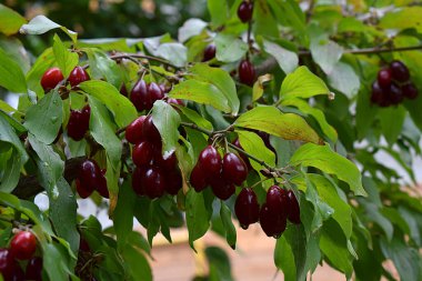 Yağmurdan sonra bahçedeki bir çalılığın dallarında olgun kızılcık meyveleri..