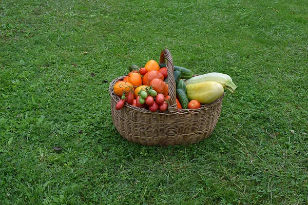 Verse Groenten Een Rieten Mand Een Groen Gazon — Stockfoto