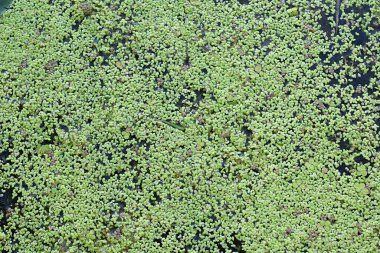 Suyun yüzeyi ördek otuyla kaplıydı. Yukarıdan görüntüle.