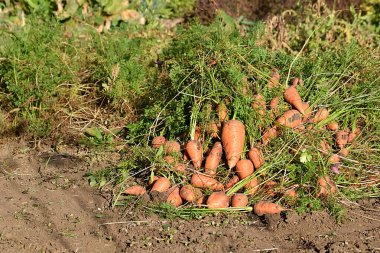 Havuç hasadı. Bahçede bir demet havuç.